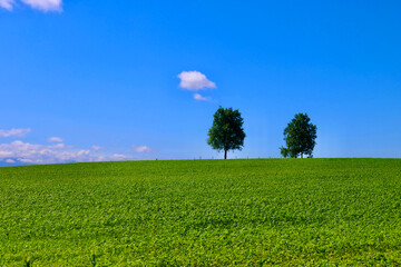 親子の木（北海道・上川郡美瑛町）