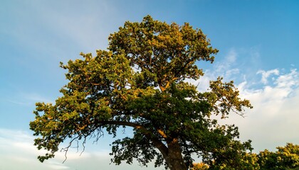 Lush oak tree against a partly cloudy sky