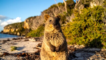 A curious looking Quokka on a beach