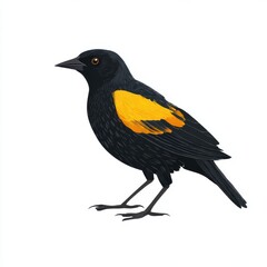 Obraz premium Black bird with bright yellow wing patch isolated on white background