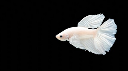 Obraz premium Portrait of a betta fish