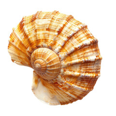 Obraz premium Detailed close-up of a spiral seashell, displaying intricate ribbed patterns and a mix of cream, tan, and orange tones