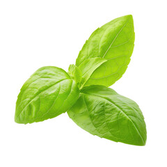 Close-up of fresh basil leaves (4)