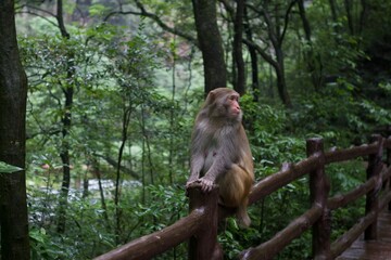 Reshu macaque in Zhangjiajie National Forest Park, Hunan province, China