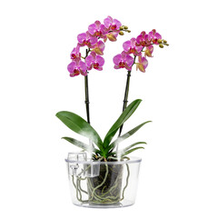 thriving orchid selfwatering pot for easy home plant care