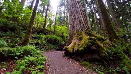 Fototapeta premium Lush forest path with towering tree