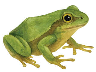 Watercolor Green Frog on Transparent Background