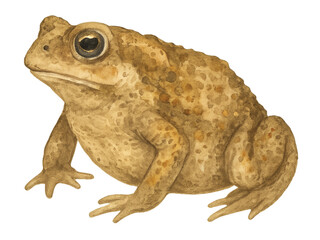 Watercolor Toad on Transparent Background