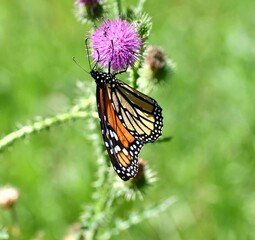 Monarch butterfly on a flower