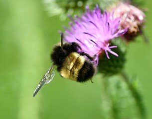 Bumblebee butt on thistle