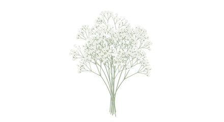 Delicate gypsophila bouquet on white background, symbol of purity