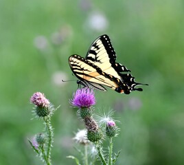 Yellow swallowtail butterfly on flower