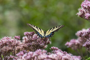 Close up view of a female eastern tiger swallowtail butterfly (papilio glaucus) feeding on a Joe-Pye wildflower, with defocused background