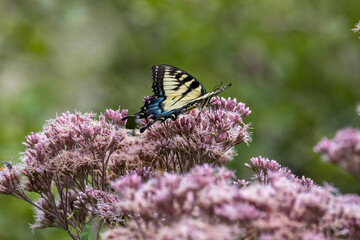 Close up view of a female eastern tiger swallowtail butterfly (papilio glaucus) feeding on a Joe-Pye wildflower, with defocused background