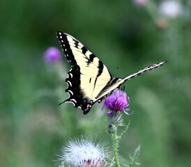 Yellow swallowtail butterfly on a flower