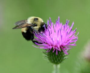 bee on thistle