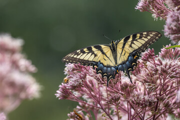 Close up view of a female eastern tiger swallowtail butterfly (papilio glaucus) feeding on a Joe-Pye wildflower, with defocused background