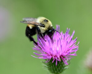 Bumblebee on a flower