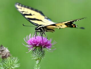 Yellow swallowtail butterfly on flower