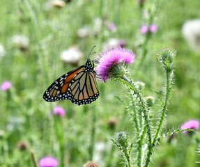 Monarch butterfly on flower