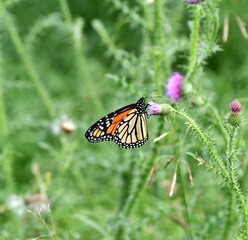 Monarch butterfly on a flower