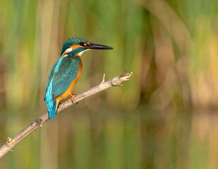 Kingfisher perched on branch, vibrant colors