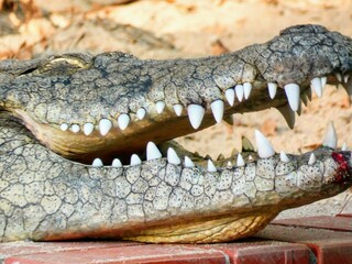 crocodile head close up