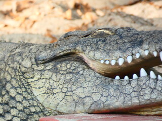 close up of a crocodile