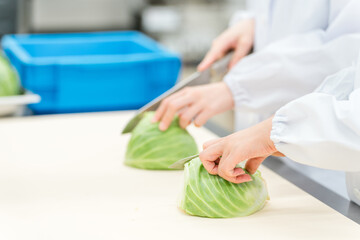 食品加工場で働くキャベツを切るスタッフの手元
