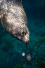 Fototapeta premium Close-up portrait of a large Australian fur seal swimming in the light above a shallow weed covered reef. Captured in the turquoise waters surrounding Montague Island on the East Coast of Australia.