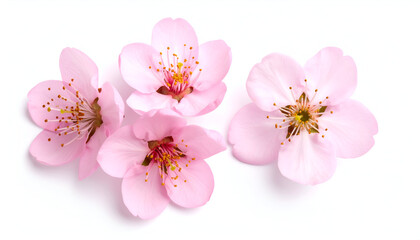 Pink Almond Blossoms with White Background.