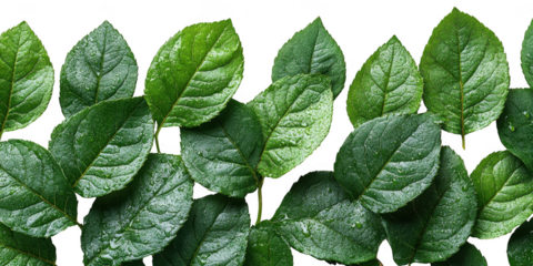 Vibrant green leaves of a tropical plant with detailed veins and a glossy sheen isolated on transparent background