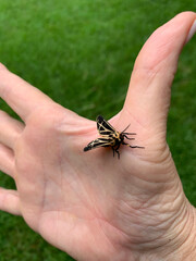 Tiger Moth Lands on a Woman's Hand 2025