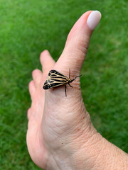 Tiger Moth Lands on a Woman's Hand 2025