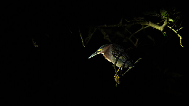 Green Heron at night