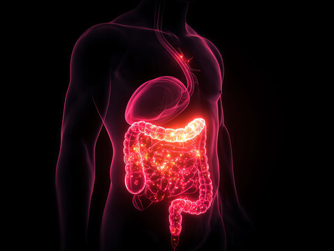 Abstract illustration of the human digestive system. Bright colors.