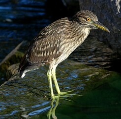 Juvenile Black-crowned Night Heron 