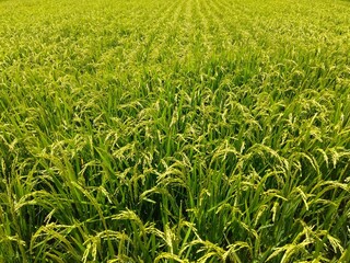 梅雨明けの猛暑日の郊外の生育順調な田んぼ風景