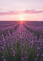 Fototapeta premium Lavender field sunset, rows of purple flowers, peaceful scene, summer romance, postcard