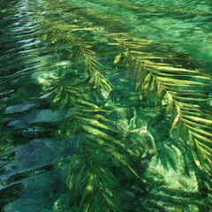 Clear water, vibrant green aquatic plant