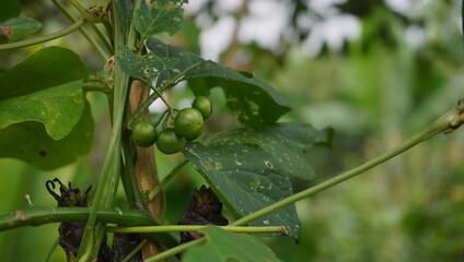 Solanum nigrum or black nightshade or leunca fruit or takokak