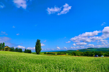 ケンとメリーの木（北海道・上川郡美瑛町）