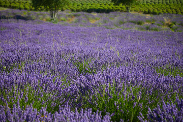 Obraz premium field of lavender