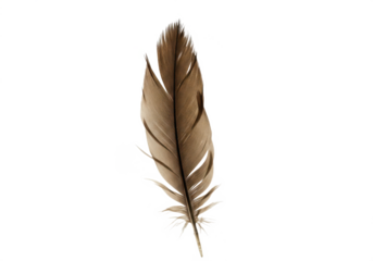 Brown Feather Cutout PNG – Natural Brown Bird Feather Isolated on Transparent Background, Rustic Design Element for Nature, Art, Decoration, and Creative Projects