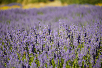 Fototapeta premium field of lavender