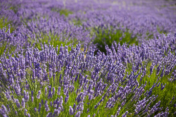Obraz premium field of lavender