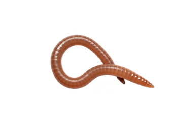 Ground worm or soil worm isolated on clean white background, natural earth creature symbolizing soil health, composting, fertility, recycling, gardening, agriculture, and organic environmental balance