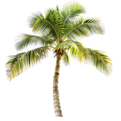 Fototapeta premium Vibrant tropical palm tree, highlighted leaves, isolated against black