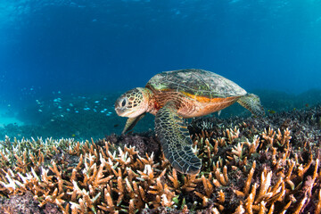 A green sea turtle glides over a coral reef in the clear waters of Lady Elliot Island, Great Barrier Reef, Australia. © Gary