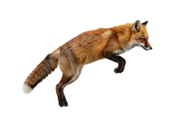 Wild red fox jumping isolated on clean white background, dynamic animal motion concept symbolizing agility, wilderness, hunting instinct, energy, speed, freedom, and wildlife behavior for creative des